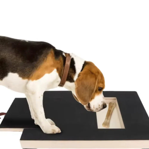 Planche à gratter pour chien avec compartiment à friandises